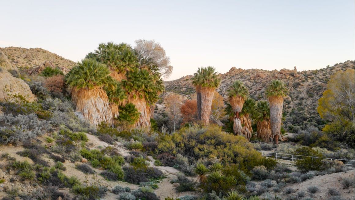 Lost Palms Oasis Trail Joshua Tree