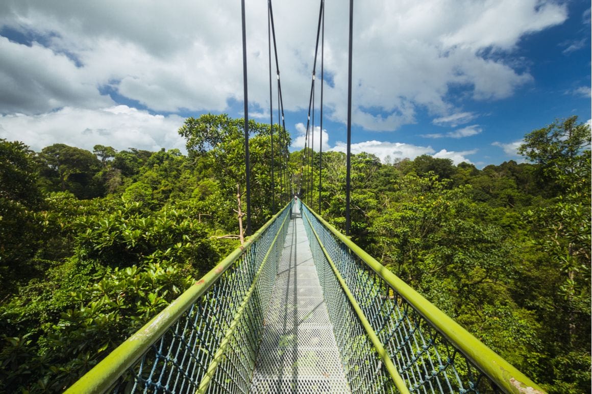 MacRitchie Reservoir Treetop Loop Singapore