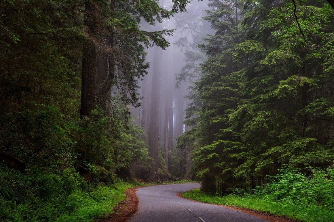 McArthur Creek Loop Trail Redwoods