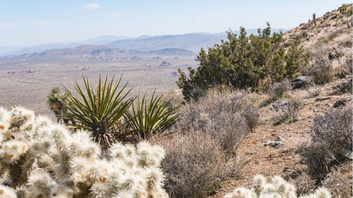 Quail Mountain joshua tree