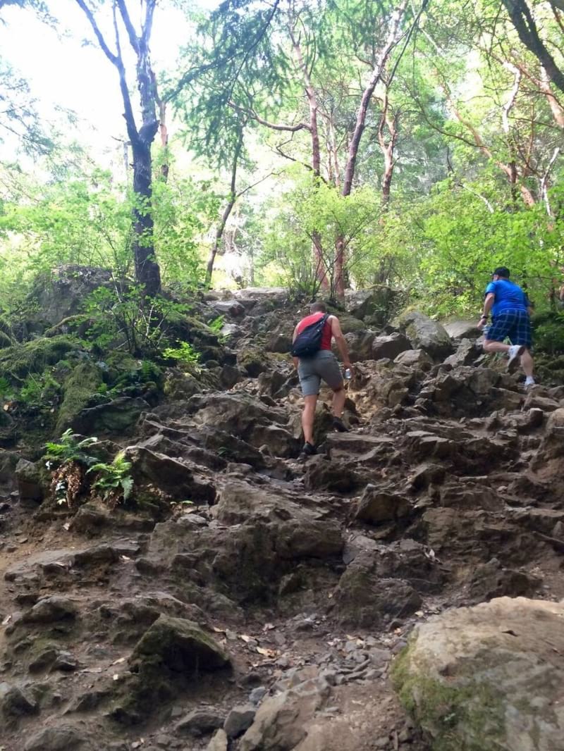 Rainforest Hike up Mount Finlayson