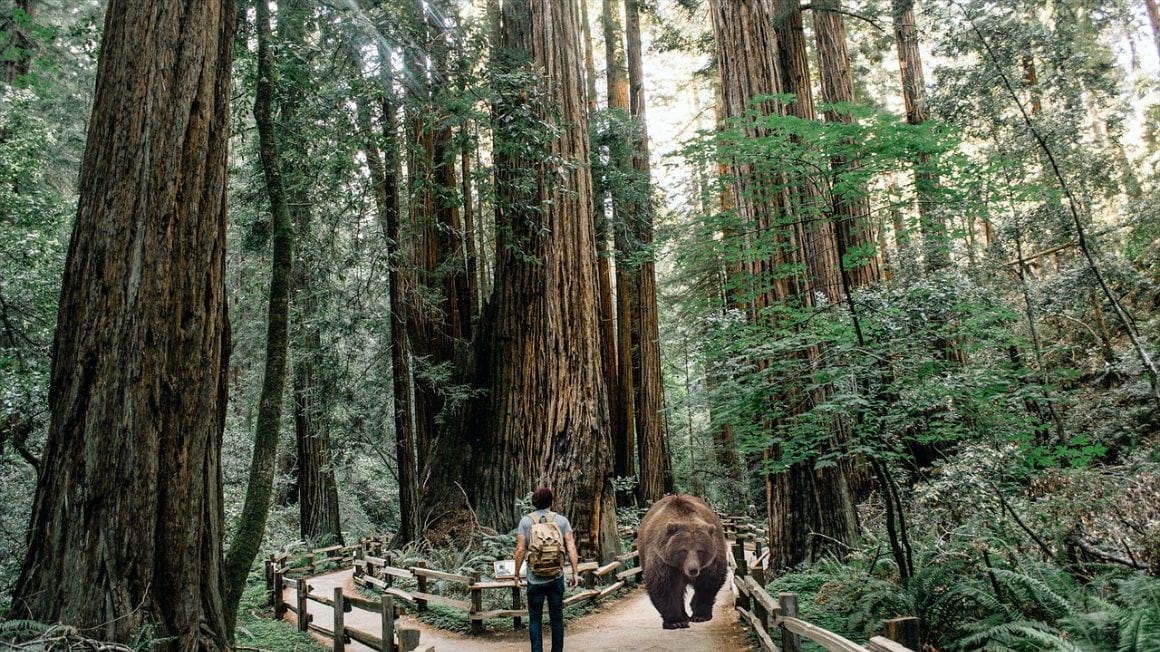 Redwood National and State Parks Trail Safety Redwoods