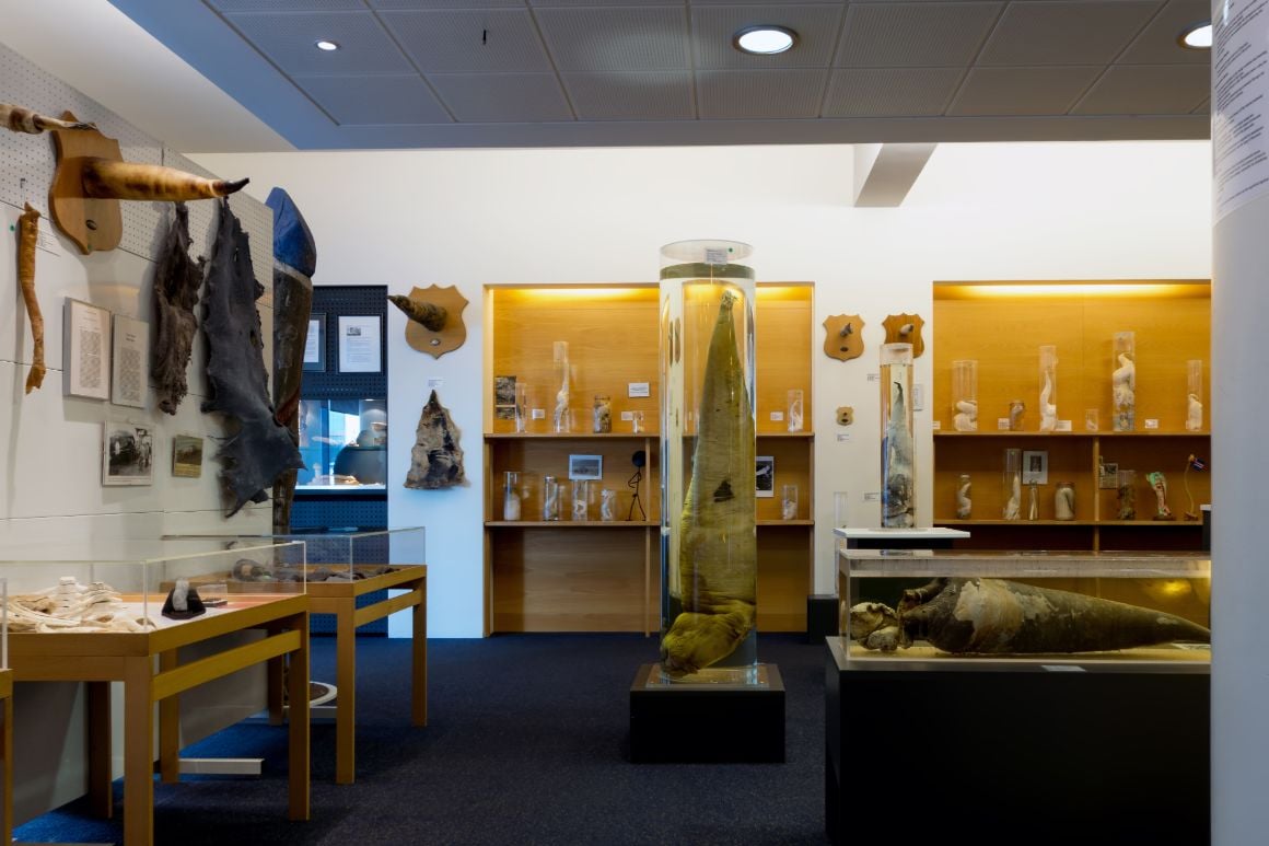 Icelandic Phallological Museum