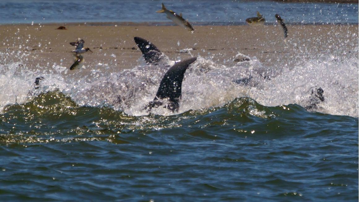 Seabrook Island Kiawah Island