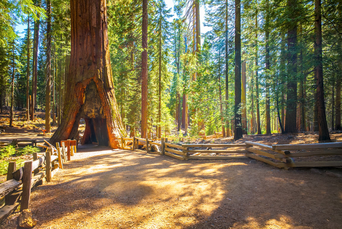 Mariposa Grove of Giant Sequoias Trail, Yosemite
