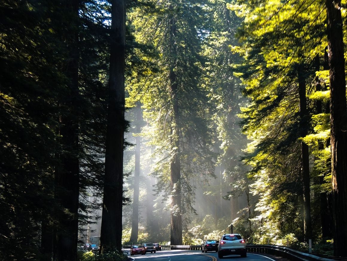 Tall Trees Grove Loop Redwoods