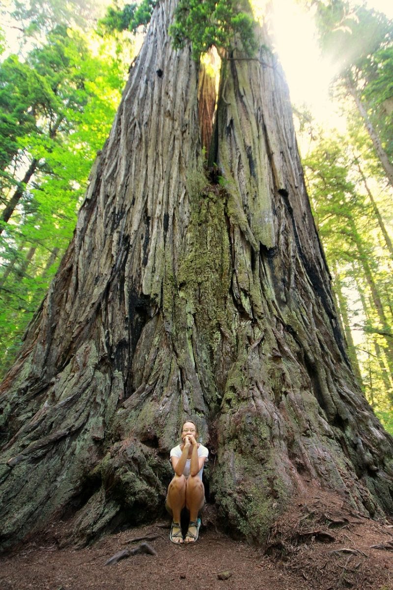 The Big Tree Loop Redwoods