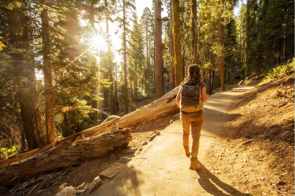 The Coastal Trail Redwoods