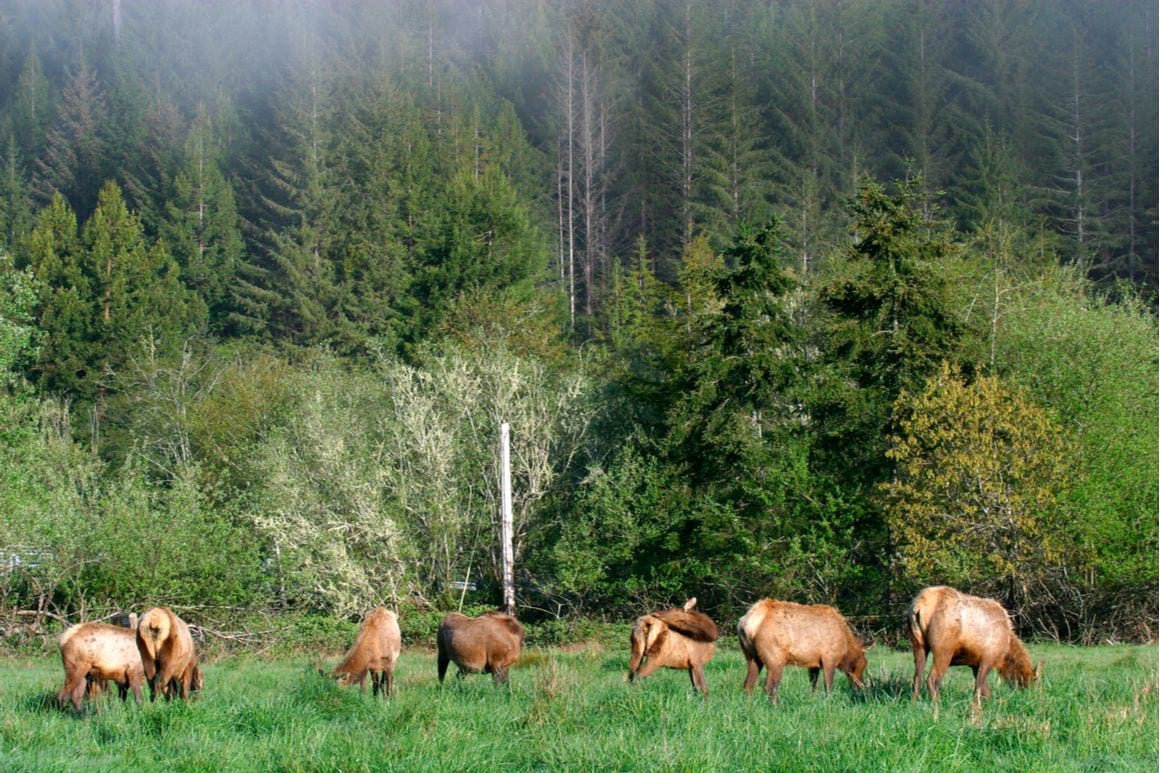 The Dolason Prairie Trail Redwoods