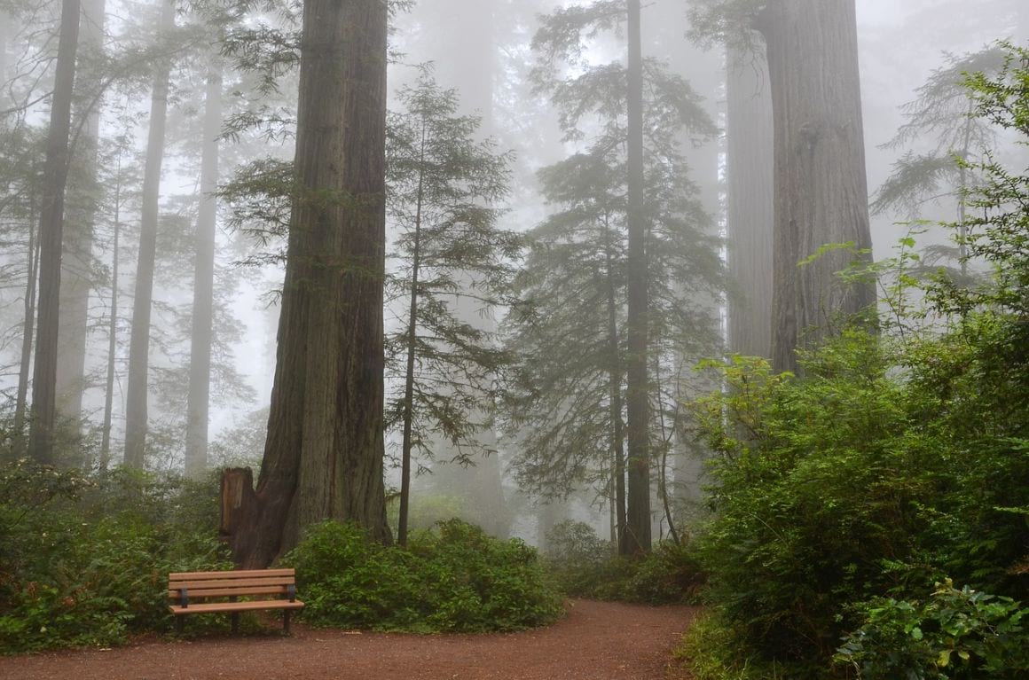 The Ladybird Johnson Grove Nature Trail Redwoods