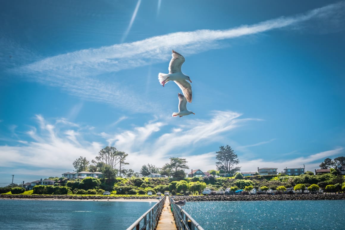 Seagulls flying over clear blue sky across Bodega Bay harbour Things to See and Do in Bodega Bay Town