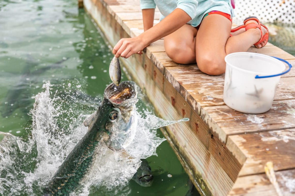 Things to See and Do in Lower Matecumbe Key Islamorada