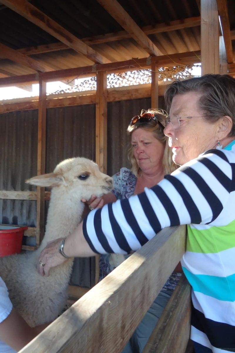 Tour a Backyard Alpaca Ranch Tucson