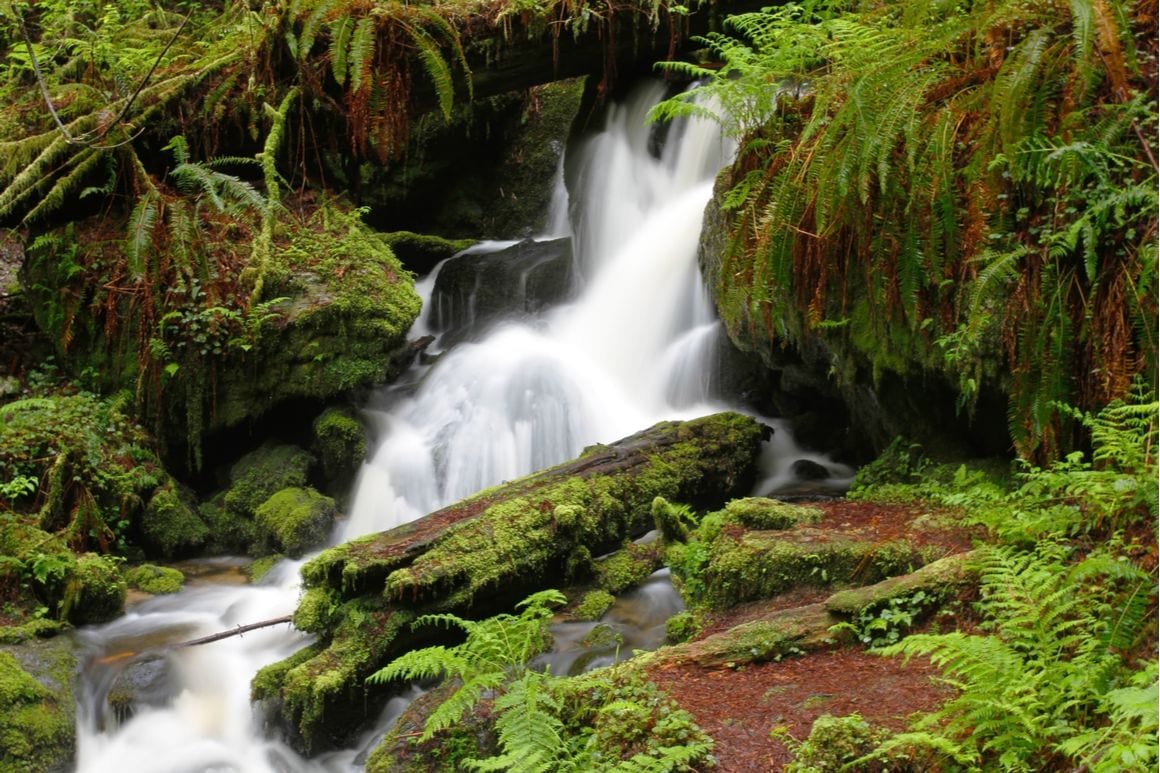 Trillium Falls Trail Redwoods