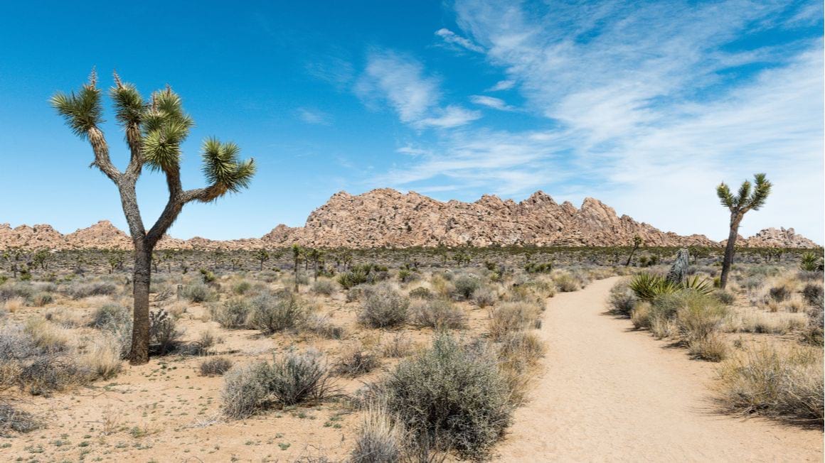 Willow Hole Trail Joshua Tree