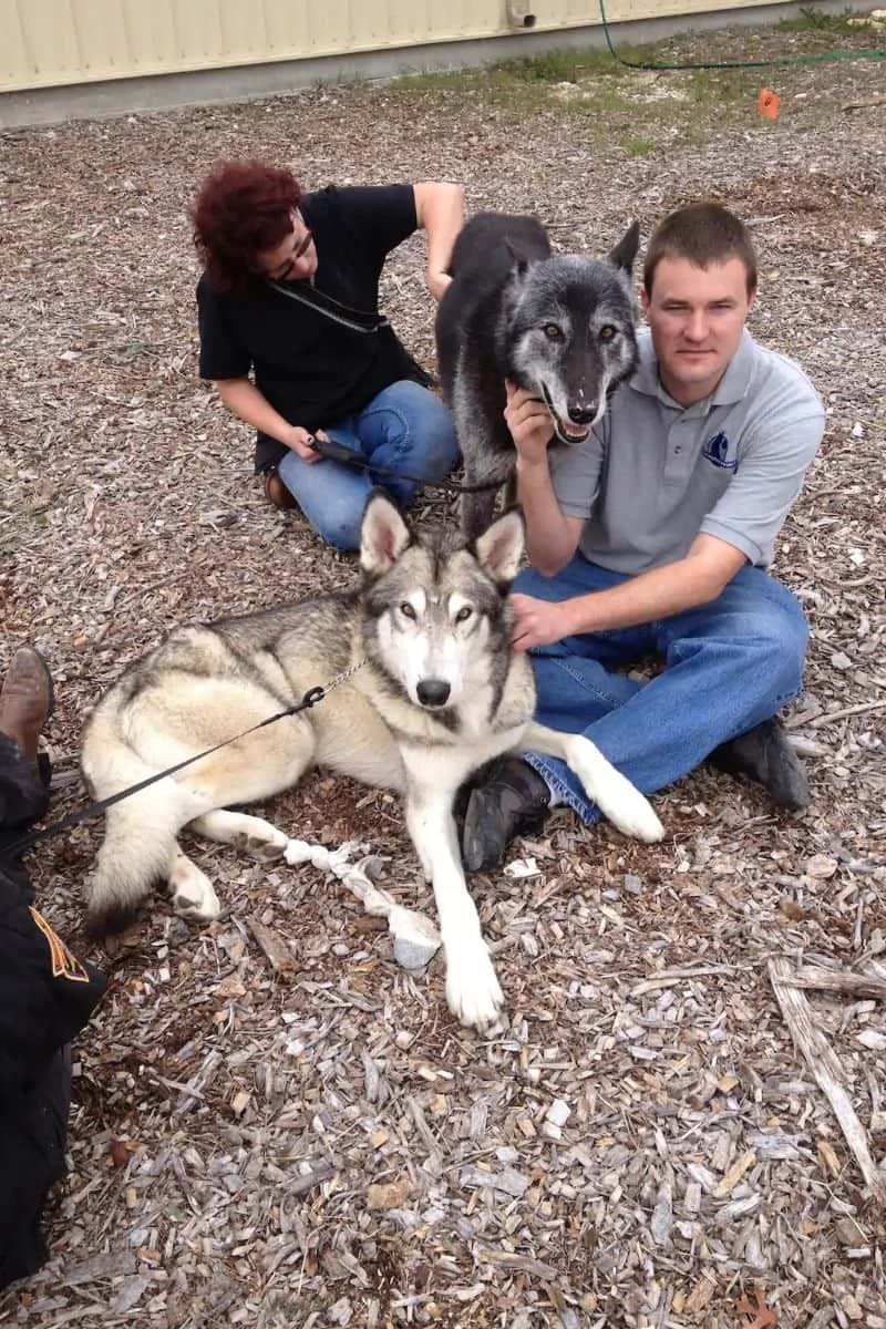 Texas Wolfdog Experience, Houston