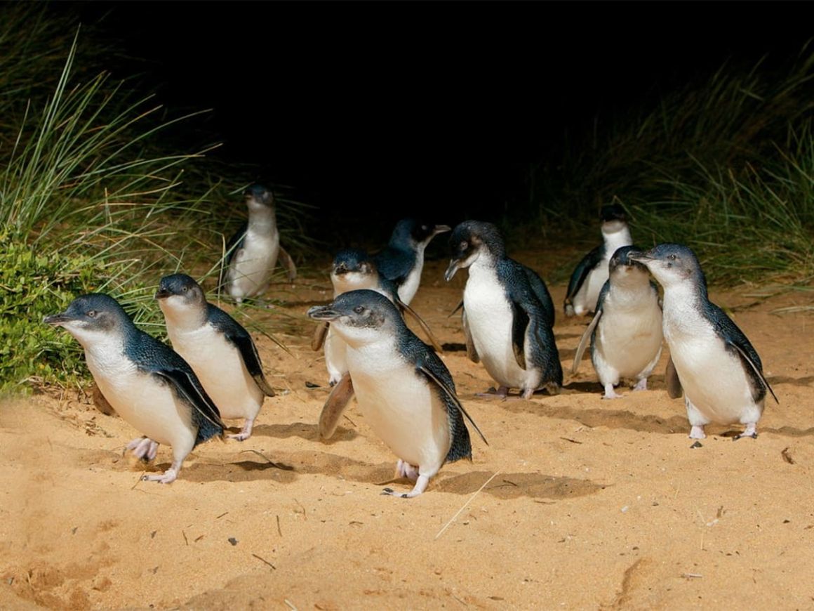 Phillip Island Hike & Penguin Parade, Melbourne