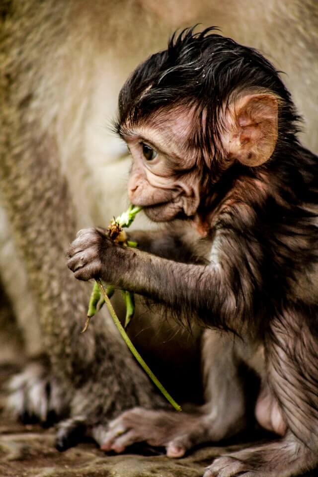 A baby monkey at a famous point of interest in Cambodia