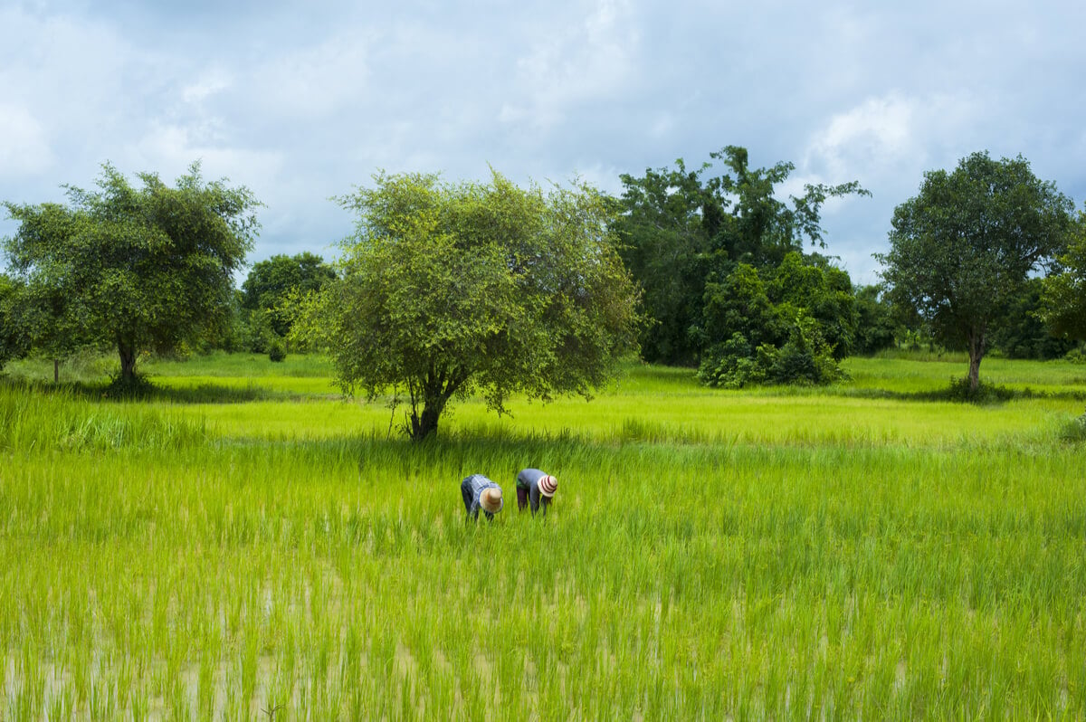 Farmers in a rice paddy field in the Battambang Province of Cambodia