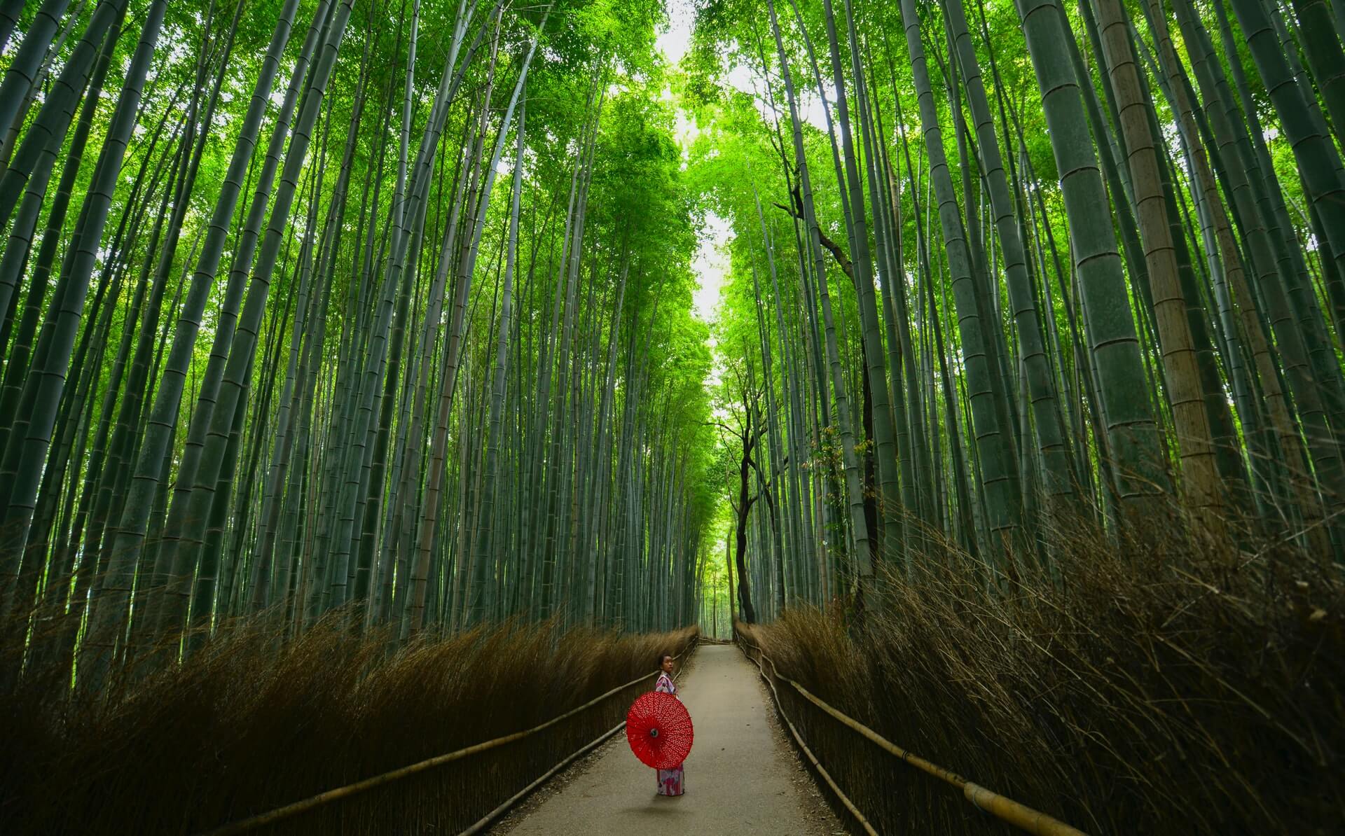 A traveller entering Arashiyama Bamboo Grove, Kyoto - a top sight in Japan to see