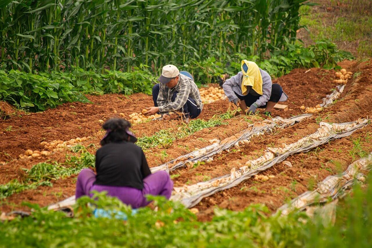 Workers on a farm in a rural area of South Korea