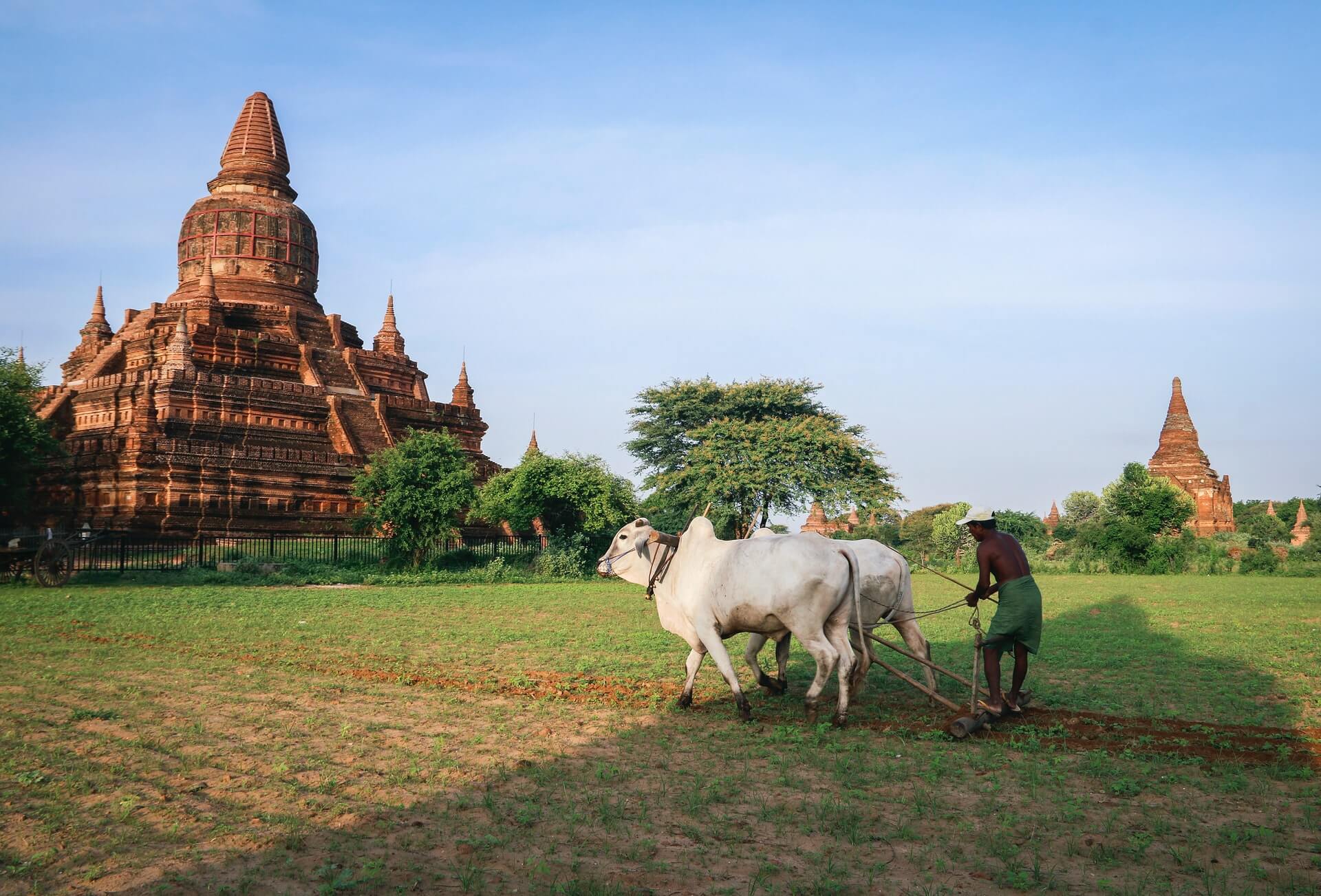 A farmer in Bagan works a field near an old temple