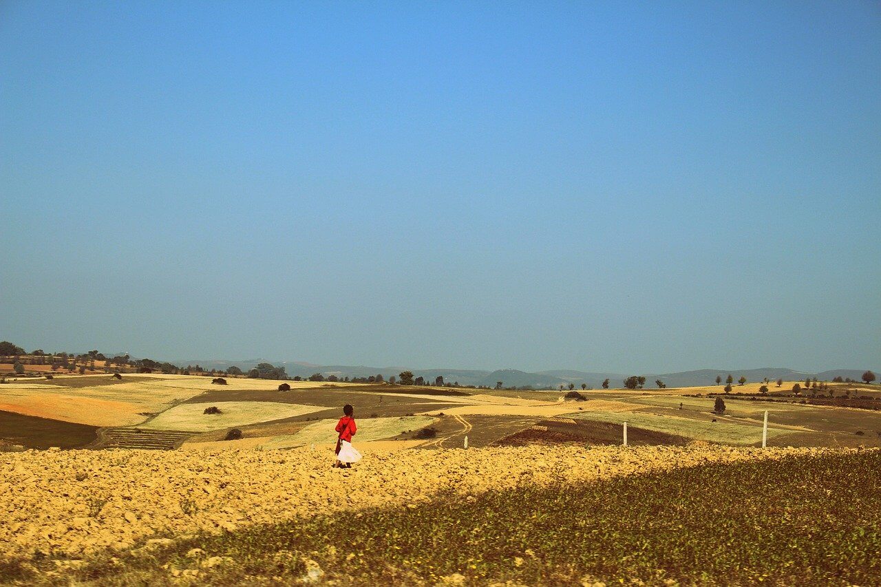 A traveller in Myanmar walks through a field of sunflowers in Shan State