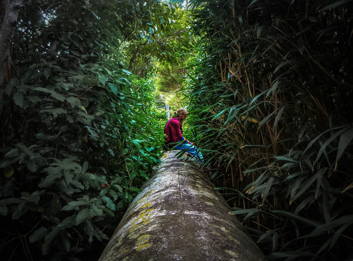 A man backpacking New Zealand sitting in a forest in Wellington