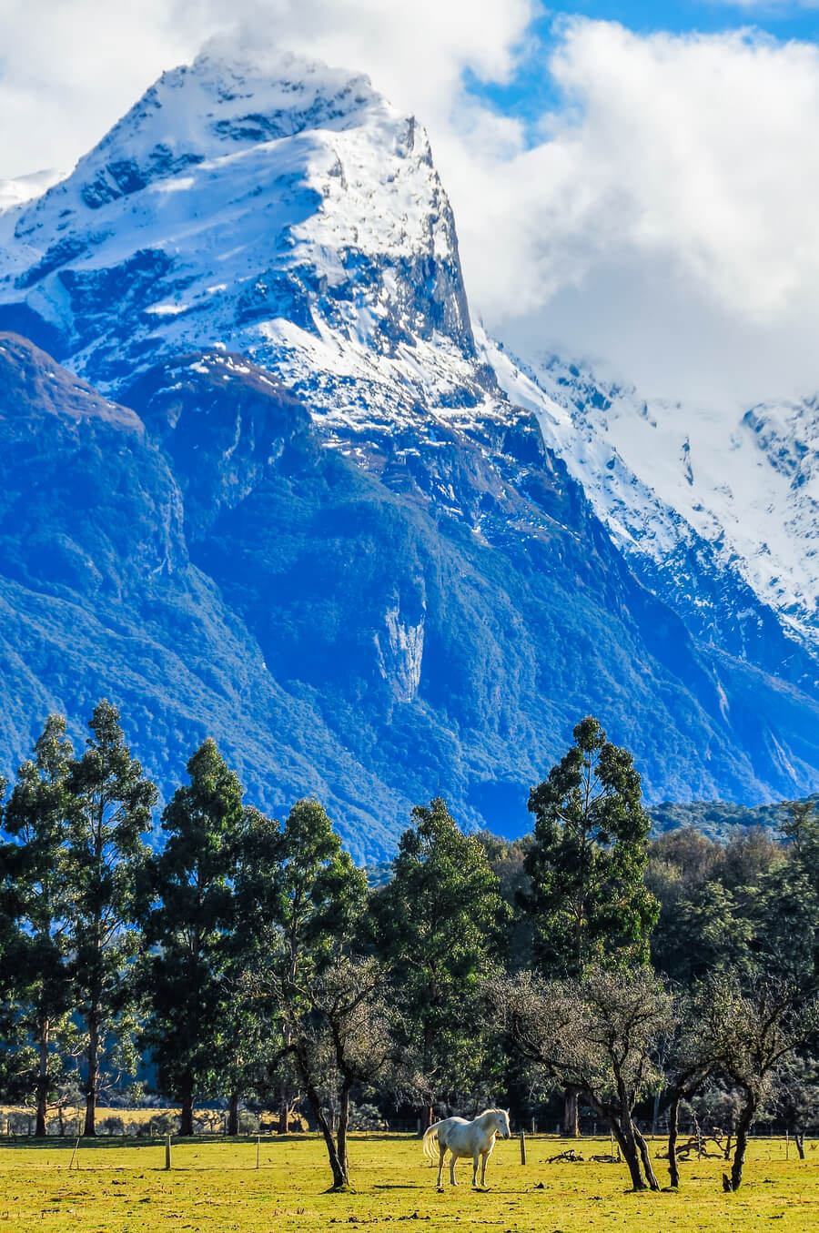 A beautiful photo of a horse and mountain taken on the Road to the Paradise from Glenorchy