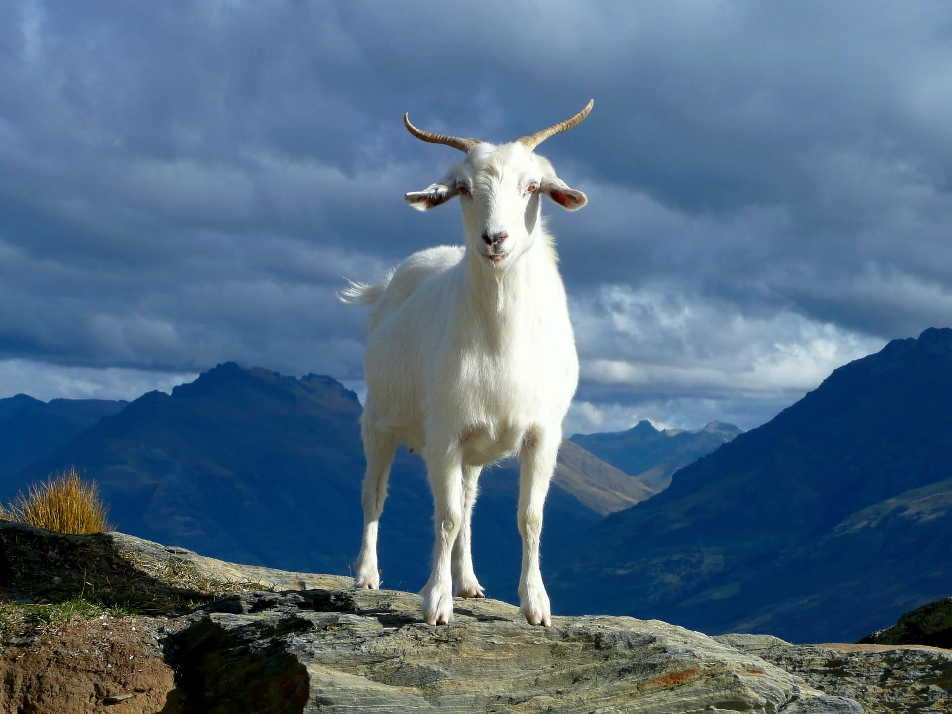 A goat backpacking Queenstown on a shoestring budget (without a backpack or shoestrings)