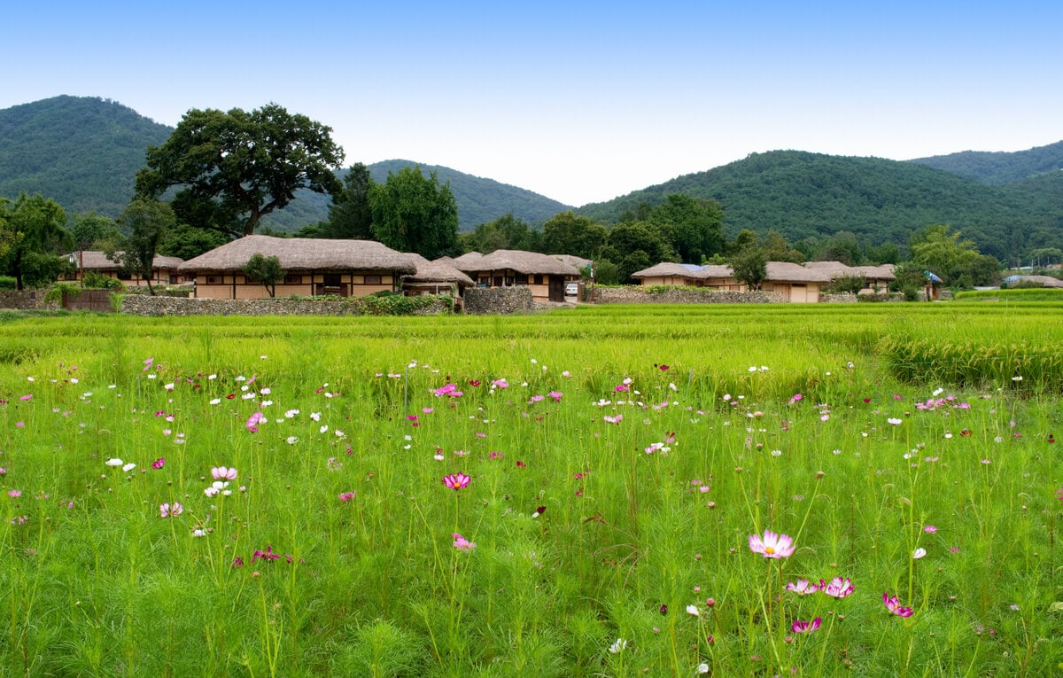 A rice paddy field at a traditional folk village in South Korea