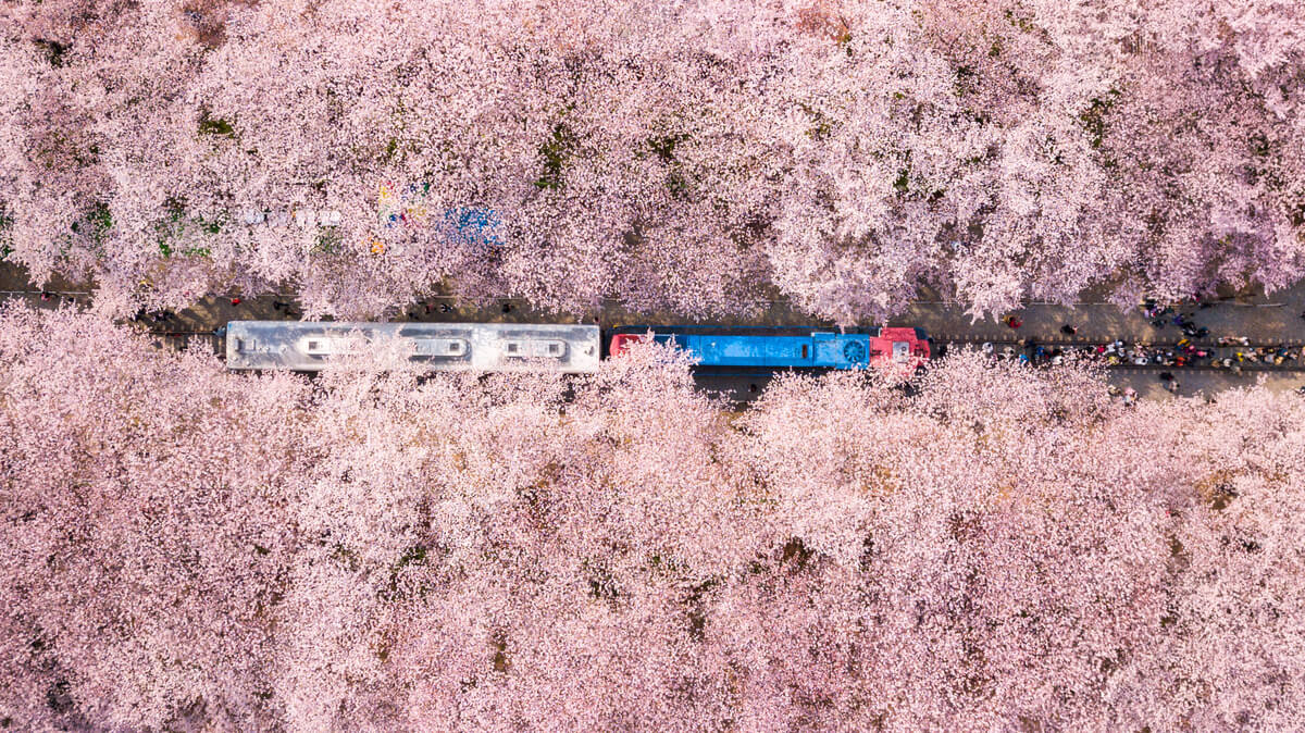 A public train in South Korea flanked by chery blossoms