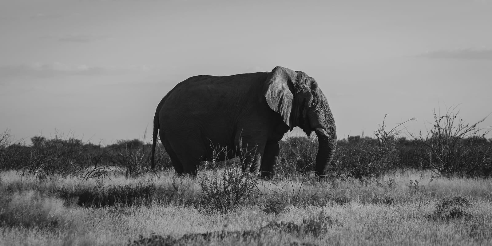 elephant in etosha park namibia