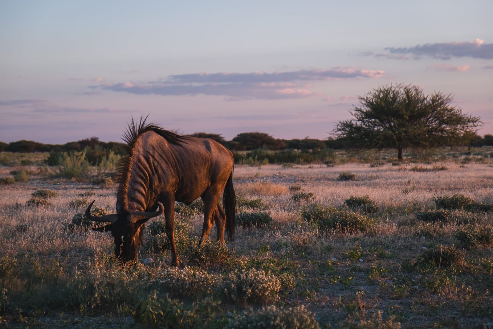 wildebeest in etosha national park namibia