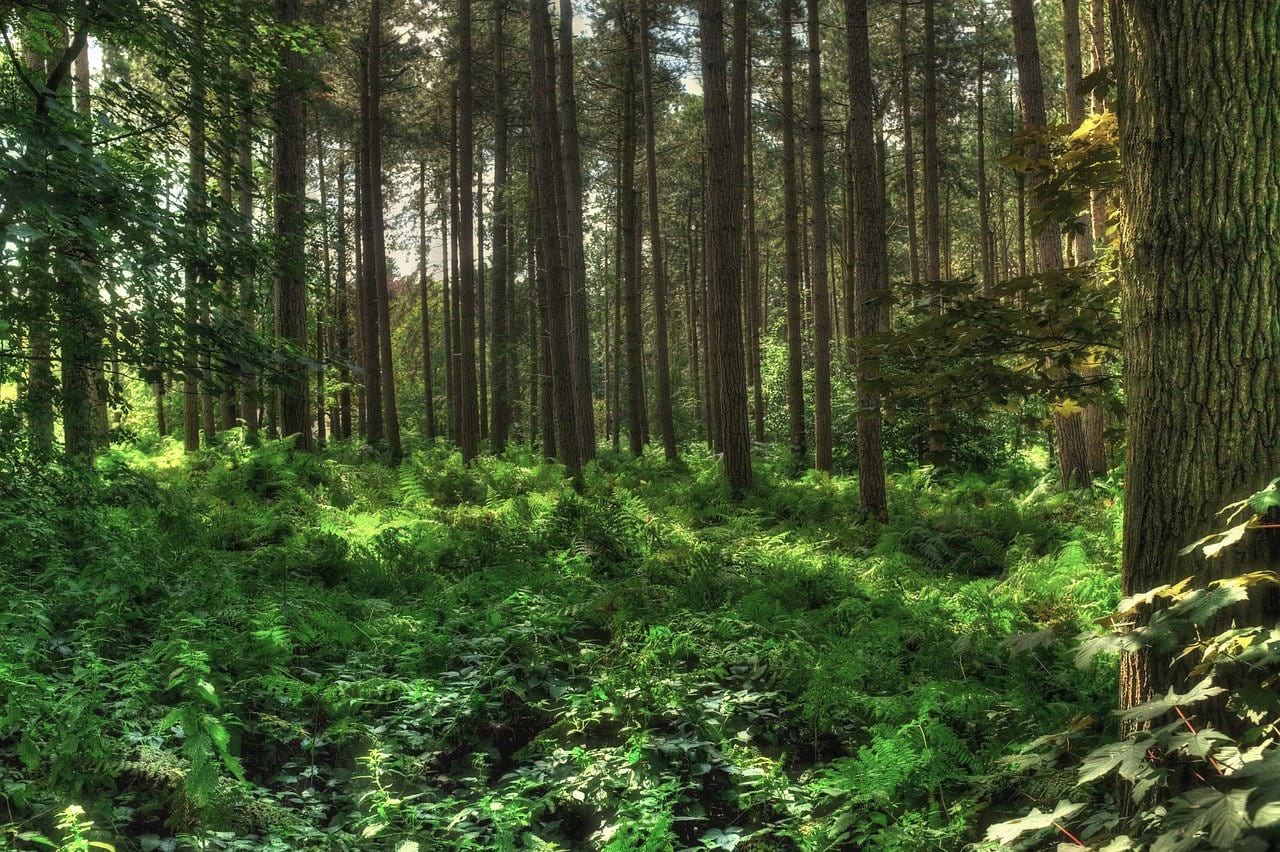 ardennes woods in belgium