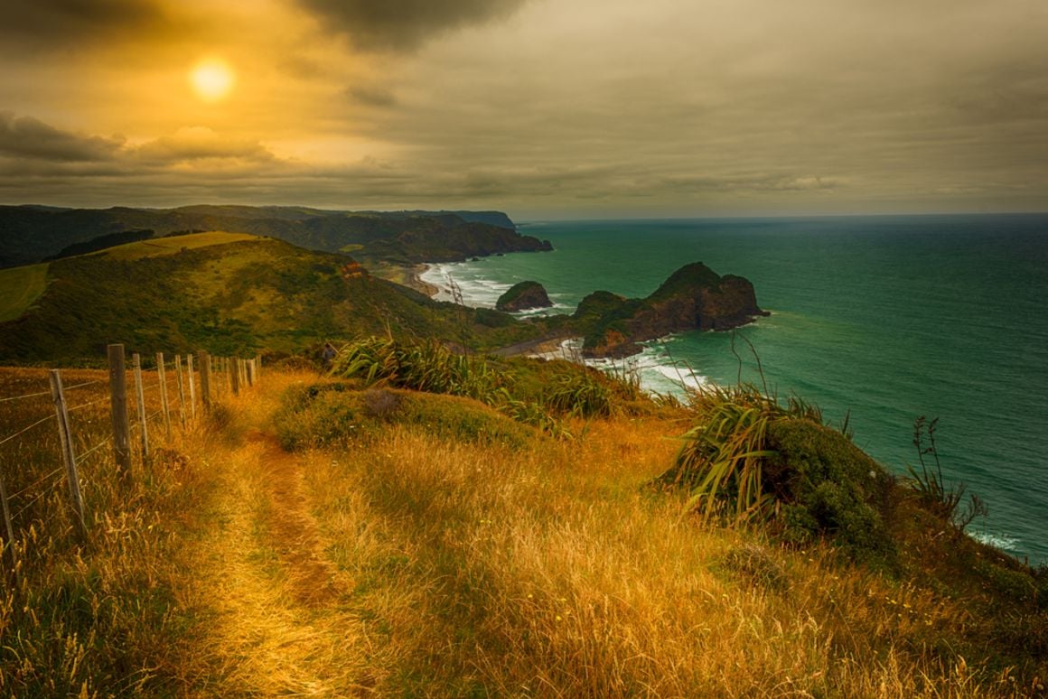 Te Henga Walkway, New Zealand