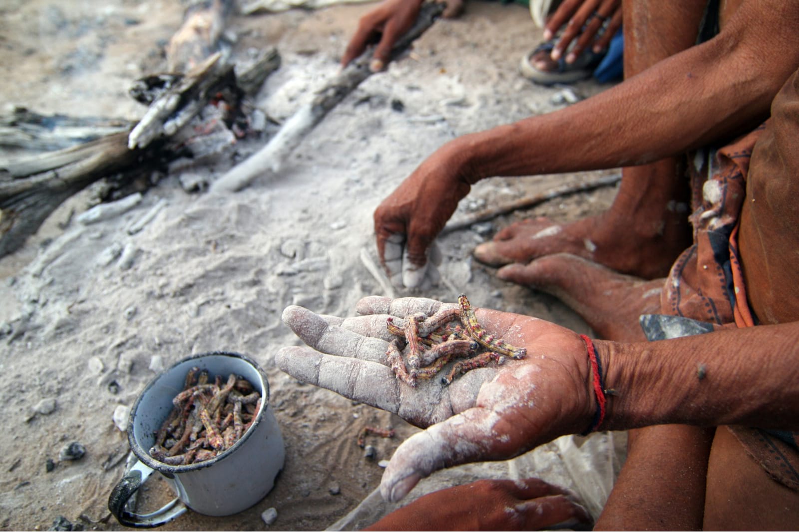 eating bugs with the bushmen san of namibia