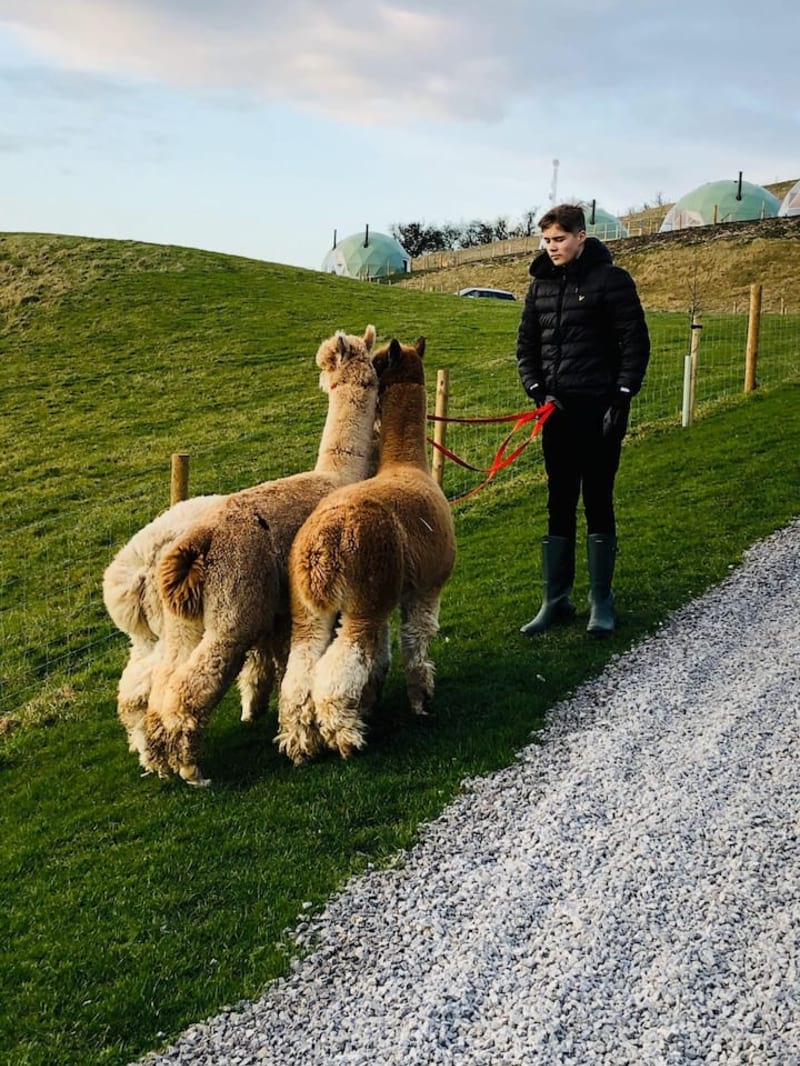 Alpaca Walking Experience and Tour