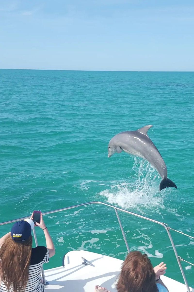 Biologist Guided, Dolphins and Snorkel Florida Key