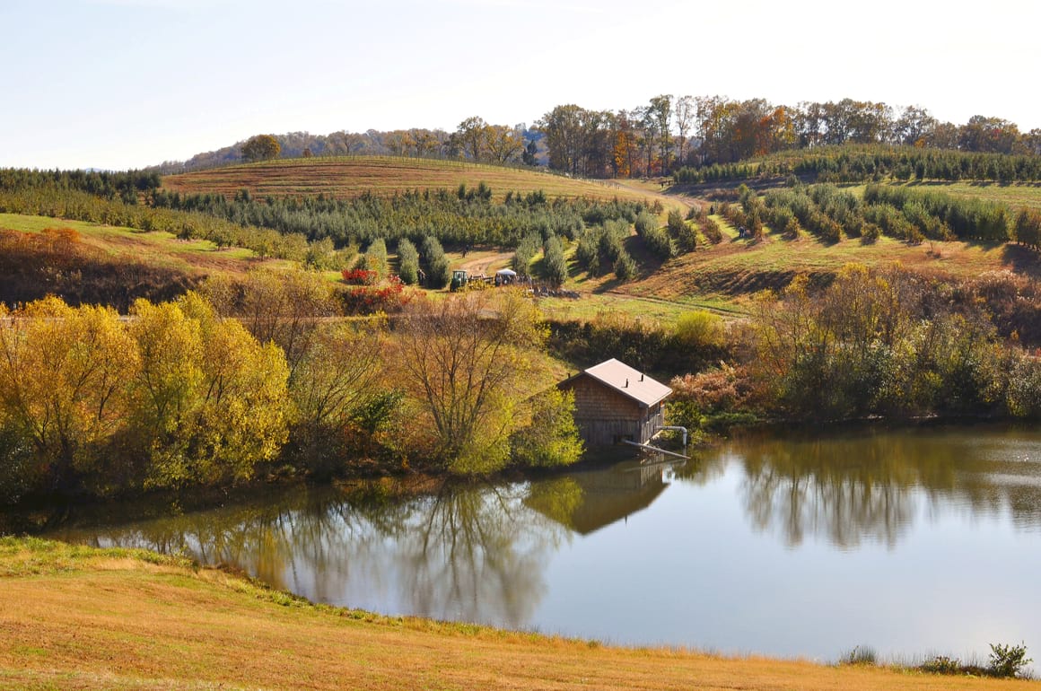 Blue Ridge Mercier Orchards