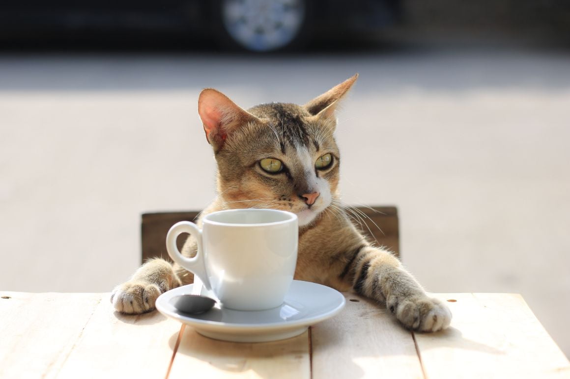 A cat sits behind a coffee cup and extends its paw about to give life advice to a lost traveller