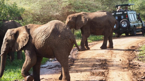 Elephants on safari