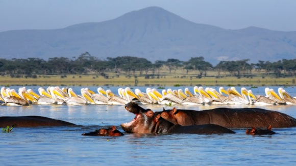 Lake naivasha