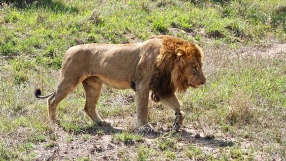 Lion in Maasai Mara