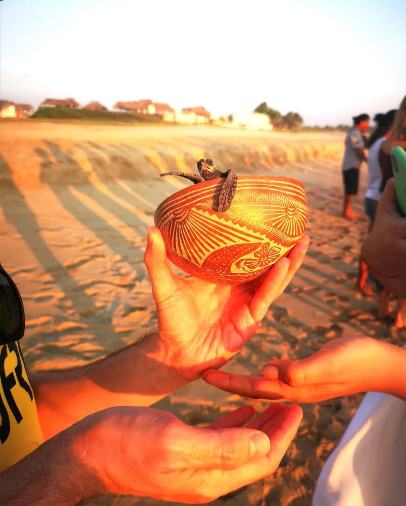 Turtles and Bioluminescence, Puerto Escondido