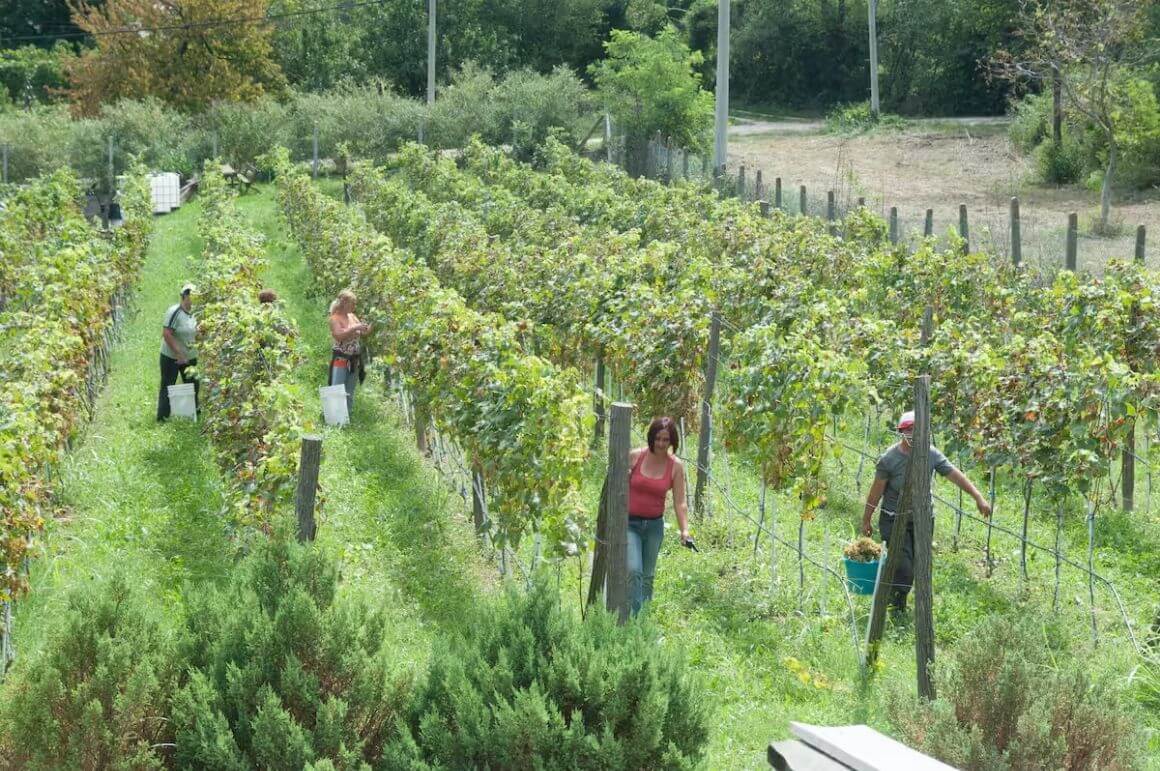 Taste natural wines with scenic Belgrade views airbnb