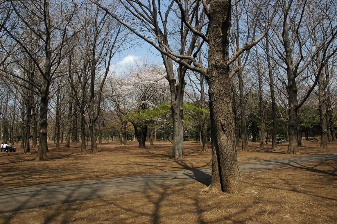 Yoyogi Shibuya Japan