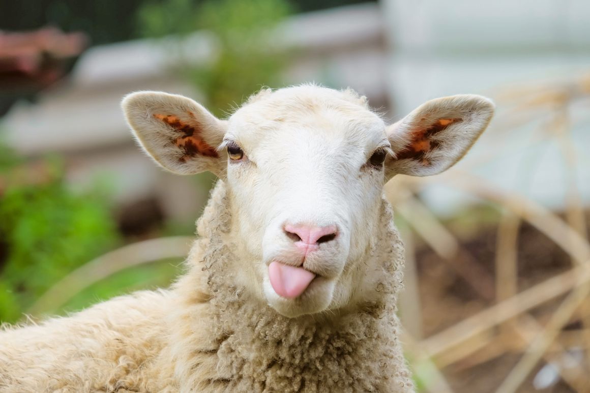 sheep in york
