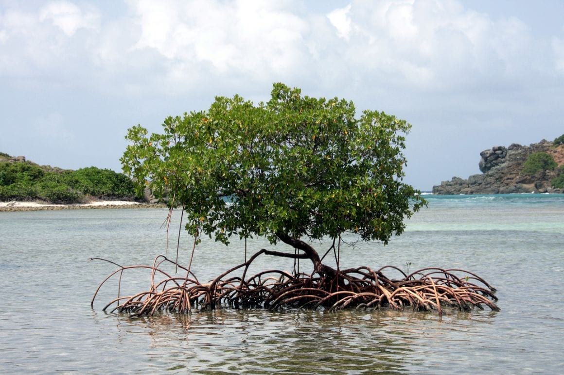 Mangrove British Virgin Islands