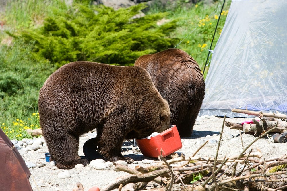 best backpacking cooler